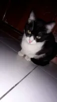 Pagodynho