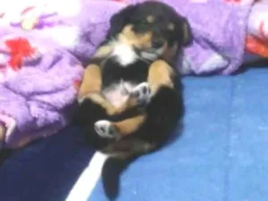 Cachorro raça SRD idade Abaixo de 2 meses nome Pimpolhos 