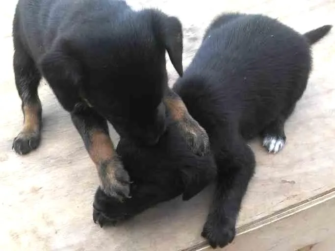 Cachorro ra a SRD idade Abaixo de 2 meses nome Pimpolhos 