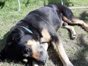 Cachorro raça Vira Lata idade 6 ou mais anos nome Johnson