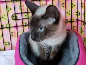 Gato raça SRD, "sialata" idade 2 a 6 meses nome Safira