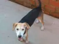 Amora 