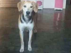 Cachorro raça Vira-lata idade 1 ano nome Amora 