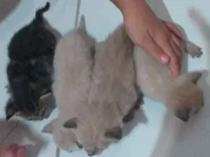 Gato raça Não sei idade Abaixo de 2 meses nome Sem nome (20 dias)