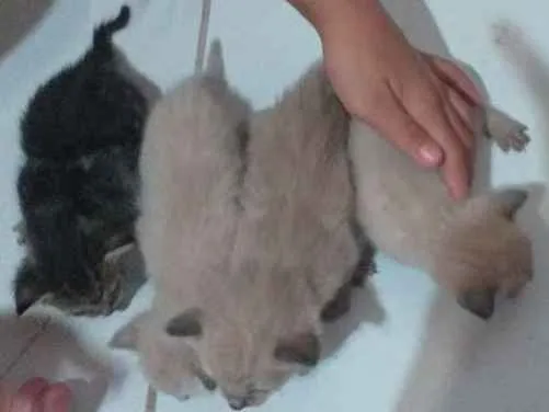 Gato ra a Não sei idade Abaixo de 2 meses nome Sem nome (20 dias)