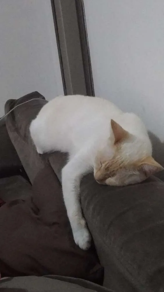 Gato ra a Siamês  idade 3 anos nome Sara