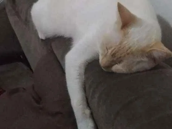 Gato ra a Siamês  idade 3 anos nome Sara