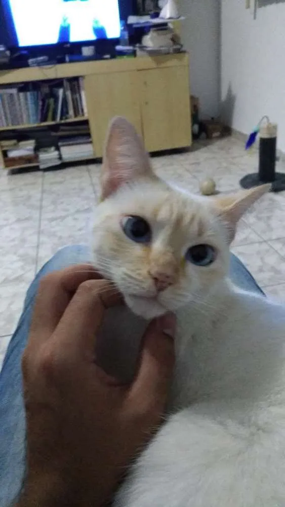 Gato ra a Siamês  idade 3 anos nome Sara