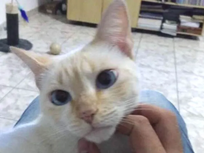 Gato ra a Siamês  idade 3 anos nome Sara