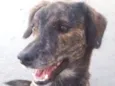 Tigrão