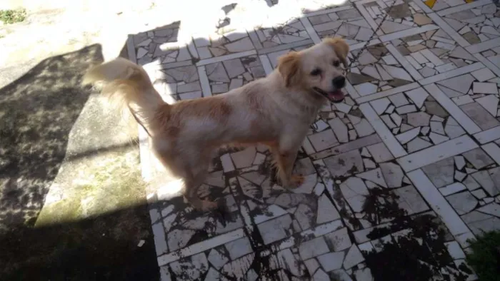 Cachorro raça  idade 6 ou mais anos nome Rex