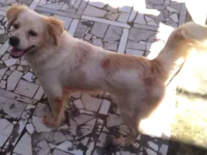 Cachorro raça  idade 6 ou mais anos nome Rex