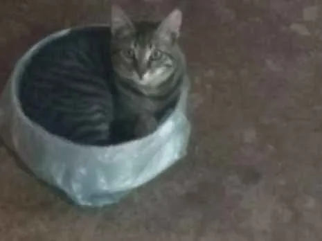 Gato ra a Indeterminada idade 3 anos nome Jeredy