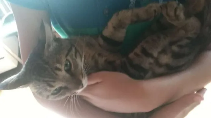 Gato ra a Indeterminada idade 3 anos nome Jeredy