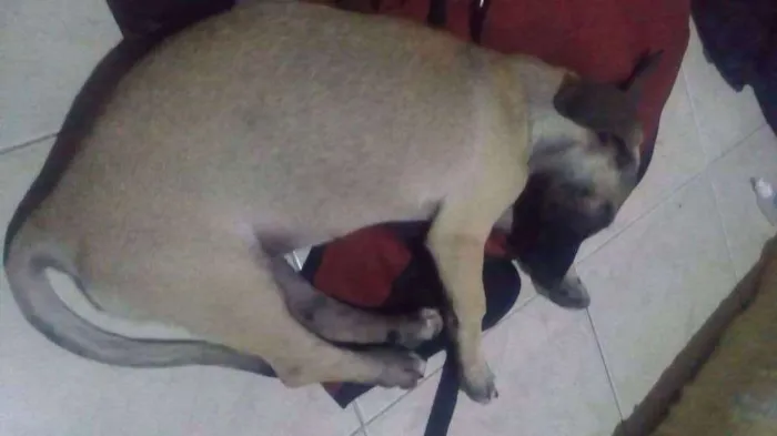 Cachorro raça Salsicha idade 2 a 6 meses nome Maggie