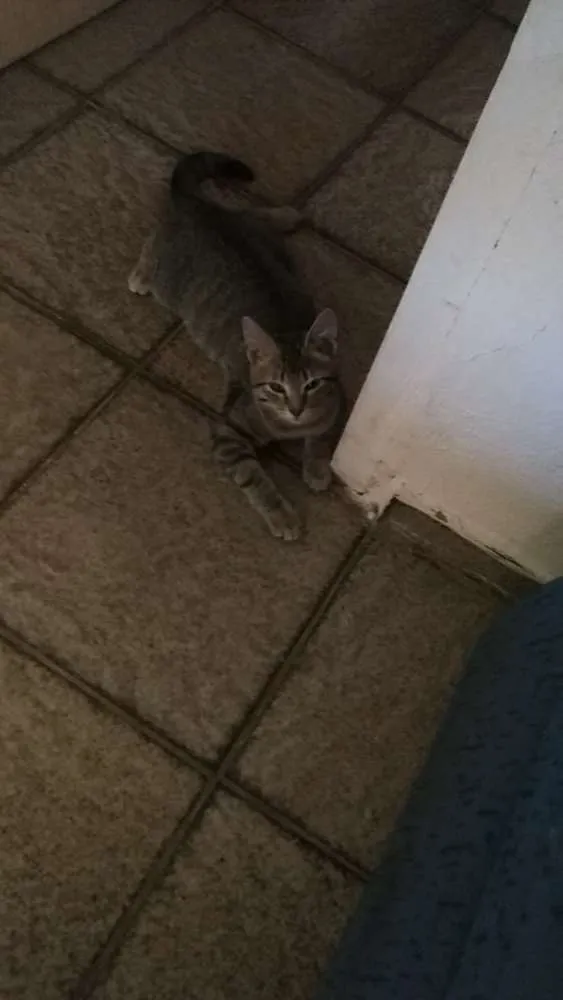 Gato ra a Indeterminado idade 3 anos nome Cara branca