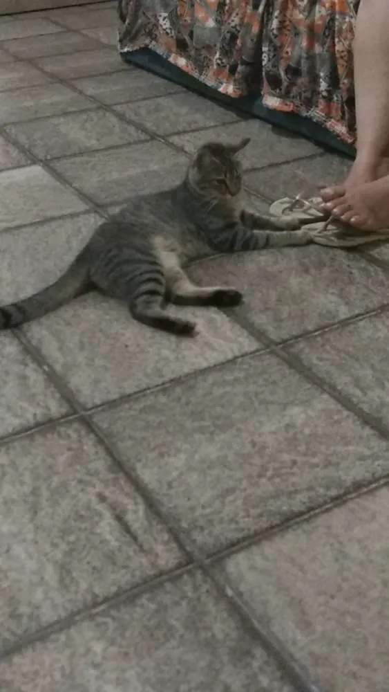 Gato ra a Indeterminado idade 3 anos nome Cara branca