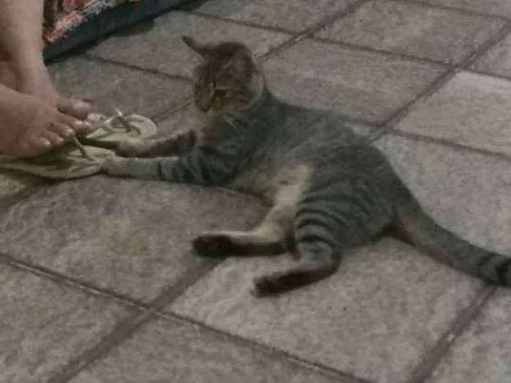 Gato ra a Indeterminado idade 3 anos nome Cara branca