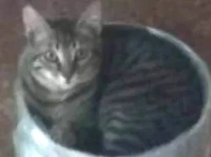 Gato raça Indeterminada idade 3 anos nome Jeredy