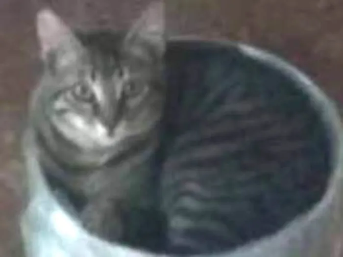 Gato ra a Indeterminada idade 3 anos nome Jeredy