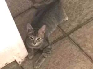Gato raça Indeterminado idade 3 anos nome Cara branca
