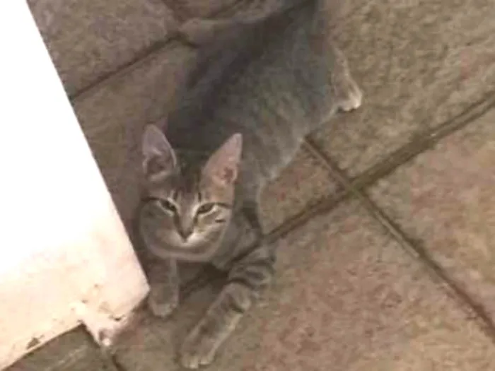 Gato ra a Indeterminado idade 3 anos nome Cara branca