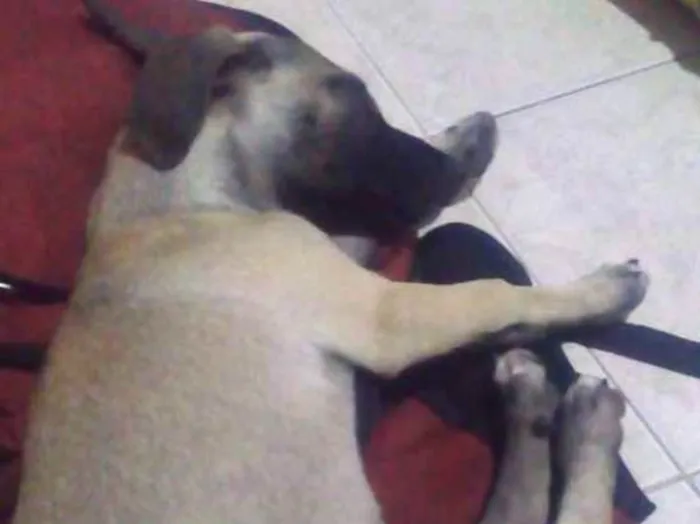 Cachorro raça Salsicha idade 2 a 6 meses nome Maggie