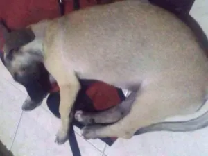 Cachorro raça Salsicha idade 2 a 6 meses nome Maggie