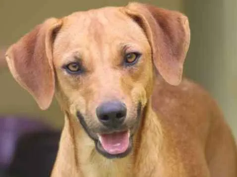 Cachorro raça  idade 2 anos nome Tainá