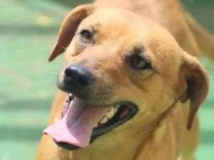 Cachorro raça  idade 2 anos nome Vicky