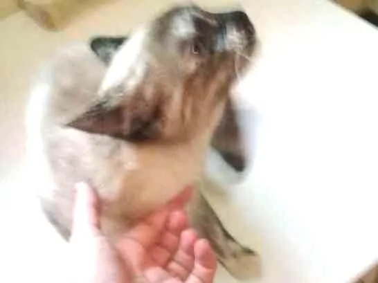 Gato ra a Seamesa idade 2 a 6 meses nome Sem nome ainda