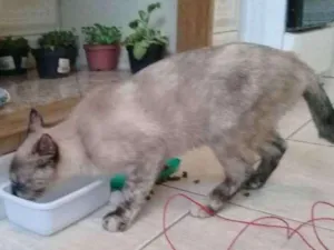 Gato raça Seamesa idade 2 a 6 meses nome Sem nome ainda