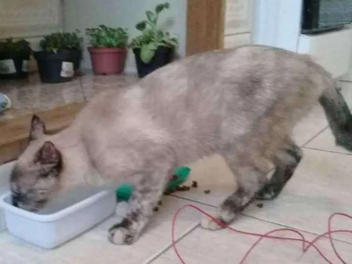 Gato ra a Seamesa idade 2 a 6 meses nome Sem nome ainda