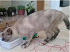 Gato raça Seamesa idade 2 a 6 meses nome Sem nome ainda