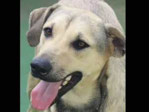 Cachorro raça  idade 2 anos nome Bart