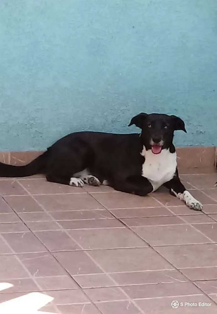 Cachorro ra a SRD idade 2 anos nome PAOLA