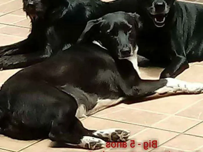 Cachorro ra a SRD idade 2 anos nome PAOLA