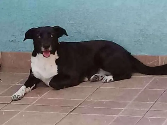 Cachorro ra a SRD idade 2 anos nome PAOLA