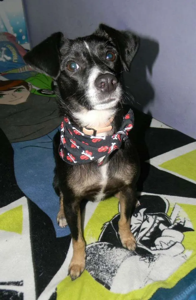 Cachorro raça SRD idade 1 ano nome NINO