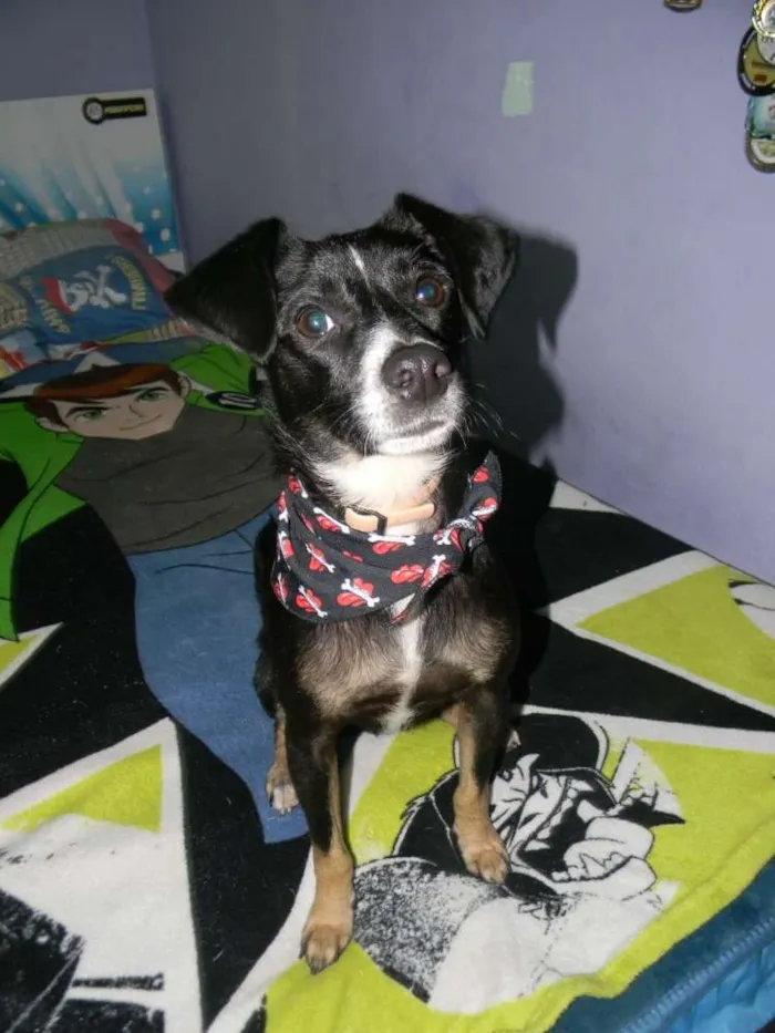 Cachorro raça SRD idade 1 ano nome NINO