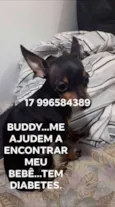 BUDDY