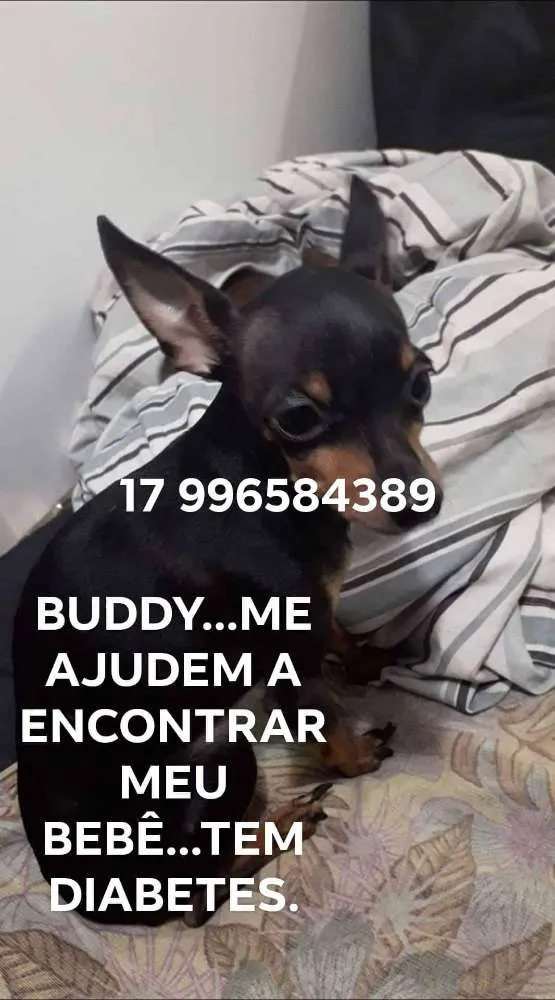 Cachorro ra a PINSCHER idade 5 anos nome BUDDY