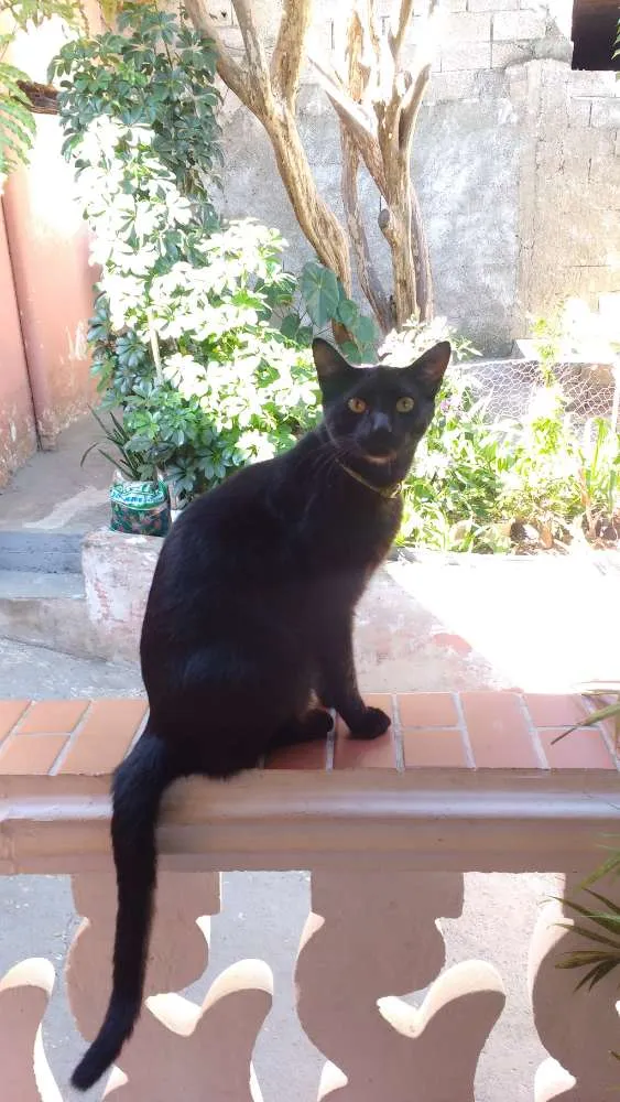 Gato ra a Vira lata idade 1 ano nome Sem nome