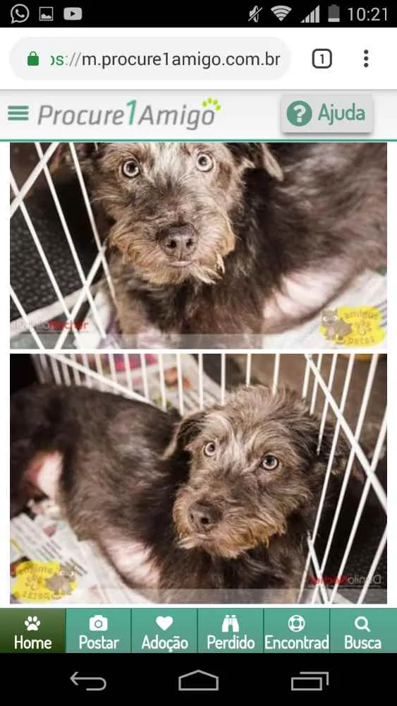 Cachorro ra a Pudo idade 2 a 6 meses nome Pudim