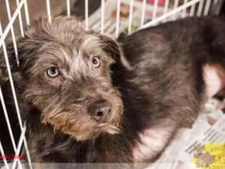 Cachorro ra a Pudo idade 2 a 6 meses nome Pudim