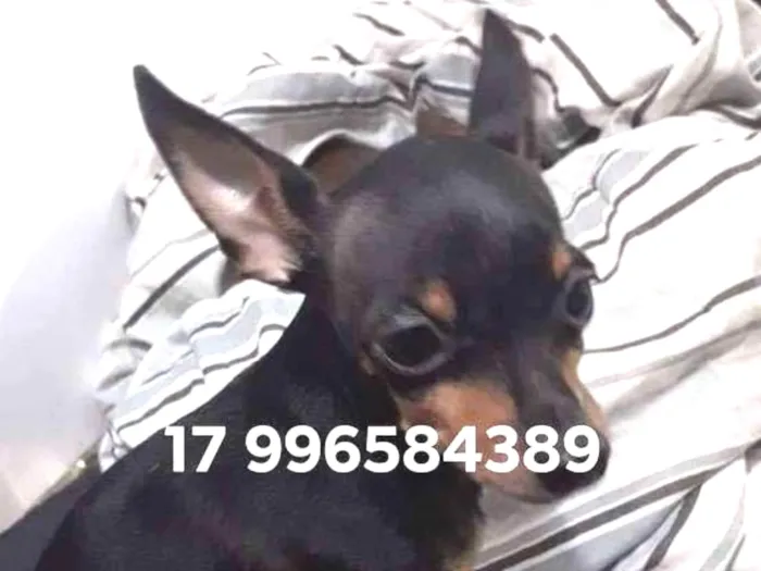 Cachorro ra a PINSCHER idade 5 anos nome BUDDY