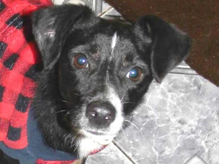 Cachorro raça SRD idade 1 ano nome NINO