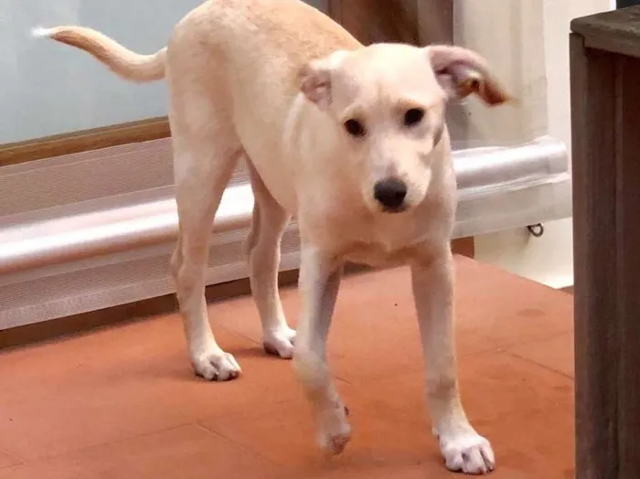 Cachorro ra a Srd idade 2 a 6 meses nome Max