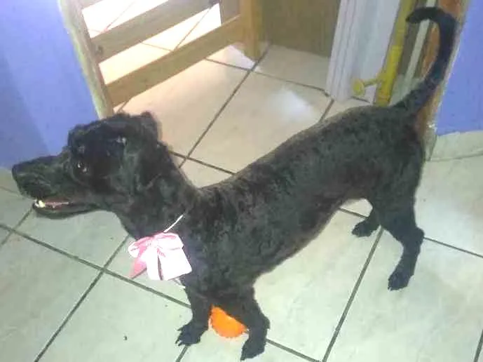 Cachorro ra a Vira-lata  idade 3 anos nome Julie