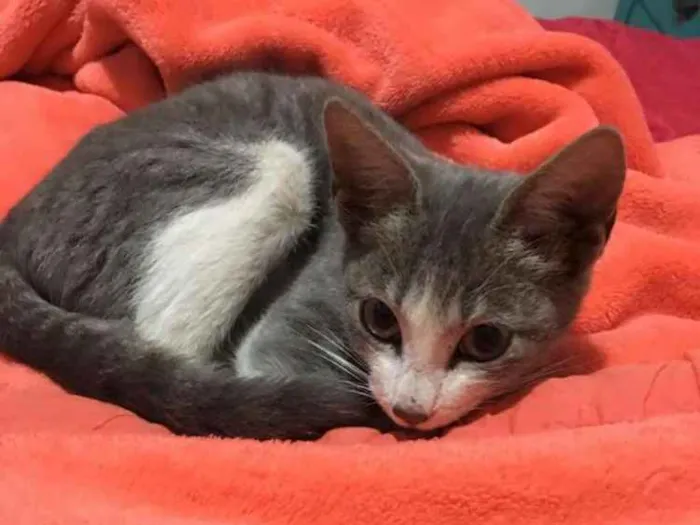 Gato raça Vira lata idade 2 a 6 meses nome A definir